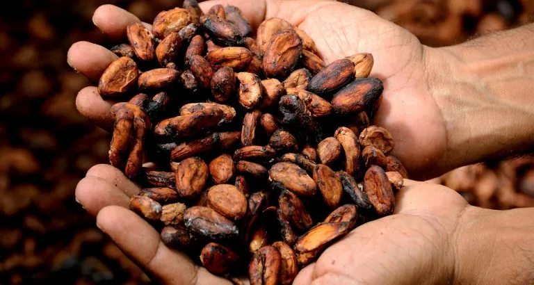 Cocoa Prices Retreat as Global Demand Weakens